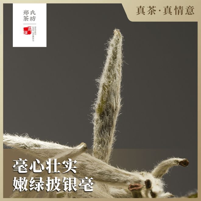 针：一盏白茶里的千年匠心开元棋牌郑莲英特级白毫银