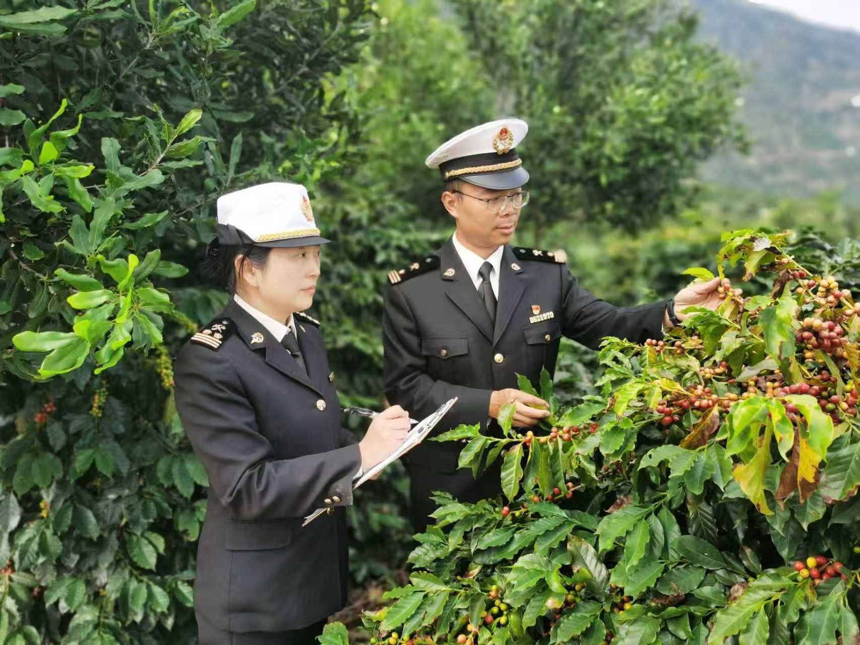 口咖啡及其制品84亿元居全国首位开元棋牌试玩今年前11个月云南出